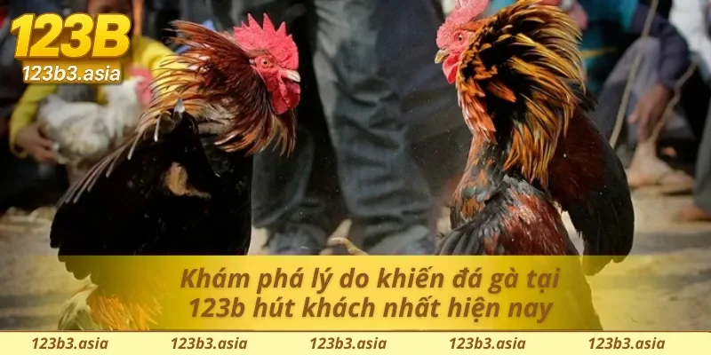 Lý do nhà cái đá gà 123b là bến đỗ tuyệt vời cho fan đá gà online