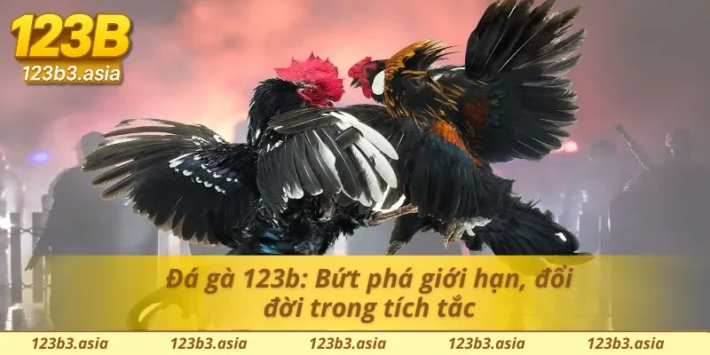 Đá gà 123b: Cá cược bùng nổ, tiền thưởng liên tục, chơi là có quà