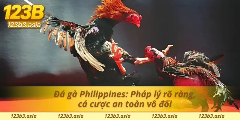 Đá gà hợp pháp tại Philippines: Chơi minh bạch, thắng tiền thật tại đá gà 123b