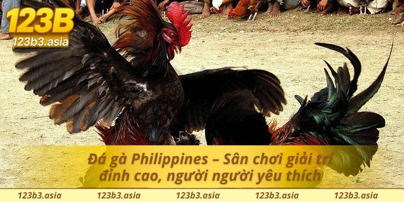 Sân chơi đá gà đỉnh cao