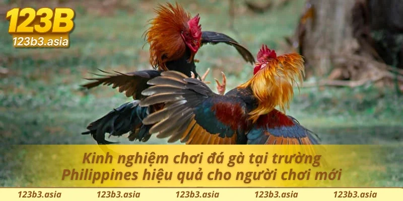 Kinh nghiệm chơi đá gà