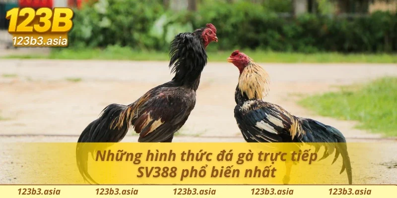Sảnh cung cấp đa dạng hình thức đá gà SV388 trực tiếp