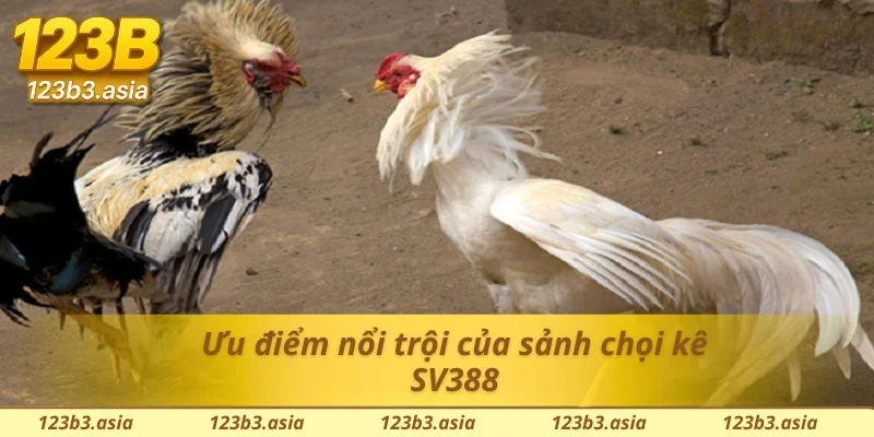 Đá gà SV388 mang đến những thế mạnh về đặt cược cho hội viên