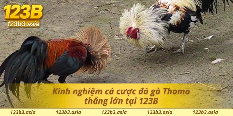 Học cách xem đá gà Thomo 123B và nhận định trận đấu chuẩn xác