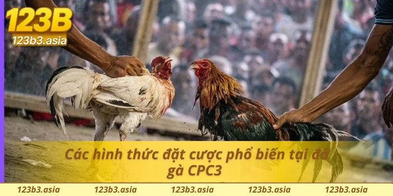 Những hình thức đá gà trực tiếp CPC3 phổ biến 
