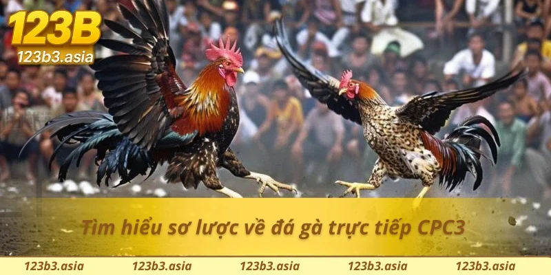 Giới thiệu sơ lược về đá gà trực tiếp CPC3 